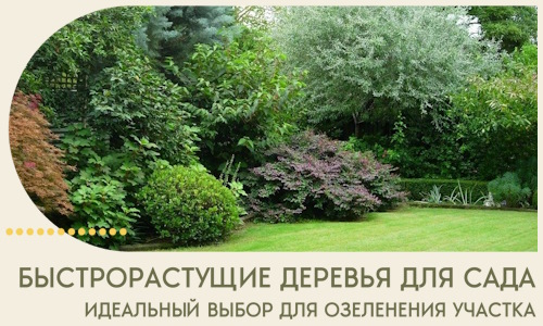 Быстрорастущие деревья для сада идеальный выбор в Уссурийске