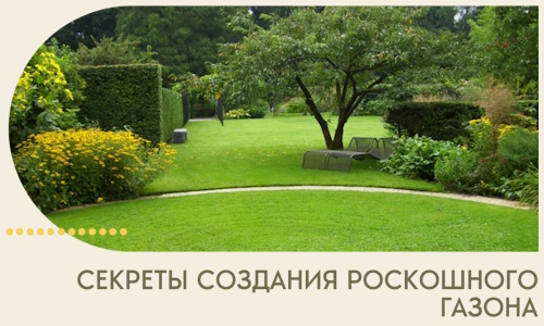 Секреты создания роскошного газона в Уссурийске